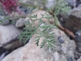 Caucalis platycarpos