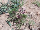 Caucalis platycarpos