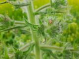 Echium italicum