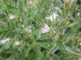 Echium italicum