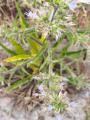 Echium italicum