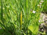 Epilobium montanum