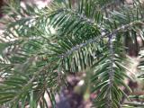 Abies cilicica