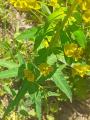 Euphorbia grisophylla