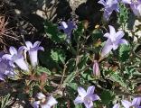 Campanula hedgei