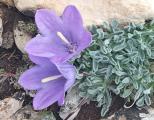 Campanula tridentata