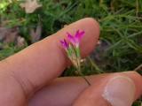 Dianthus ancyrensis