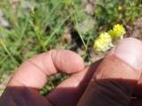 Helichrysum arenarium