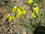 Helichrysum arenarium