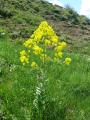 Isatis tinctoria