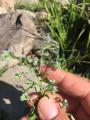 Lappula squarrosa