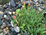 Carpobrotus acinaciformis