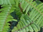 Polypodium vulgare