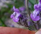 Nepeta nuda