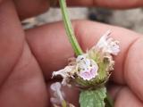 Nepeta nuda