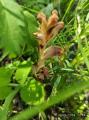 Orobanche lutea