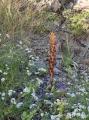 Orobanche lutea