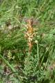 Orobanche lutea