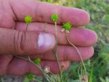 Ranunculus sericeus