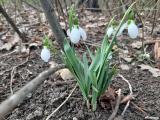 Galanthus elwesii