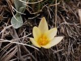 Crocus danfordiae