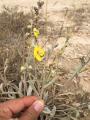 Verbascum gypsicola