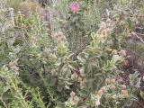 Cistus parviflorus