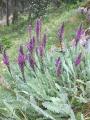 Astragalus listoniae