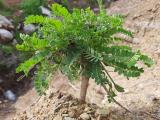 Astragalus schizopterus