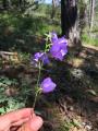 Campanula persicifolia