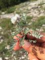Astragalus hirsutus