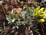 Astragalus hirsutus