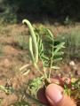 Astragalus campylorhynchus