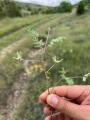 Astragalus asterias