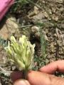 Astragalus tauricolus