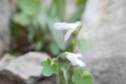 Saxifraga sibirica