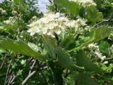 Sorbus tamamschjanae