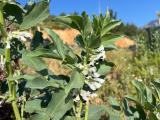 Vicia faba