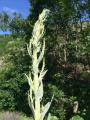 Verbascum songaricum