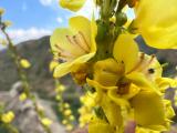 Verbascum songaricum