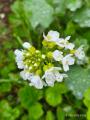 Nasturtium officinale