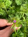 Geranium dissectum