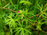 Geranium dissectum