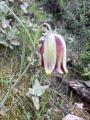 Fritillaria acmopetala