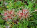 Trifolium stellatum