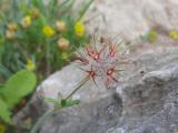 Trifolium stellatum