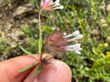 Asperula orientalis