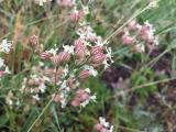 Silene spergulifolia