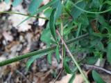 Silene italica