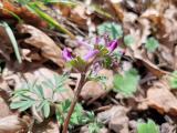 Corydalis caucasica